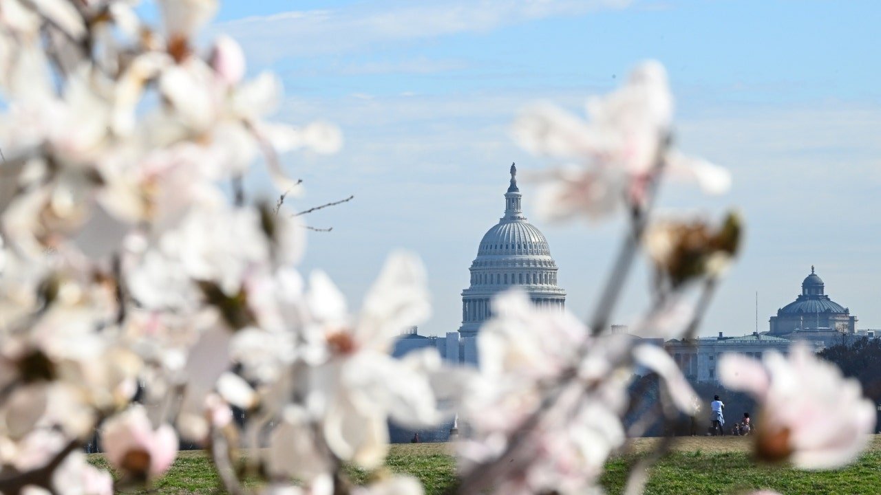 Here's when popular DC cherry blossoms are forecast to peak